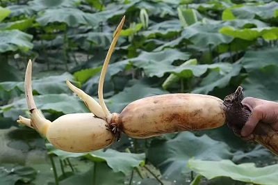 華逸府聯(lián)手湖北洪湖藕、江永芋頭，為您帶來健康原生態(tài)食材